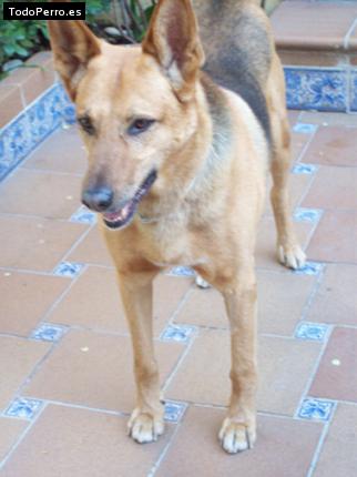 Foto del perro Thor