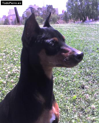 Foto del perro Clark