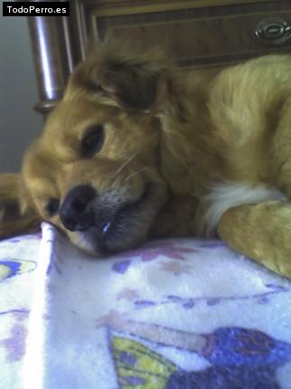 Foto del perro Rufo