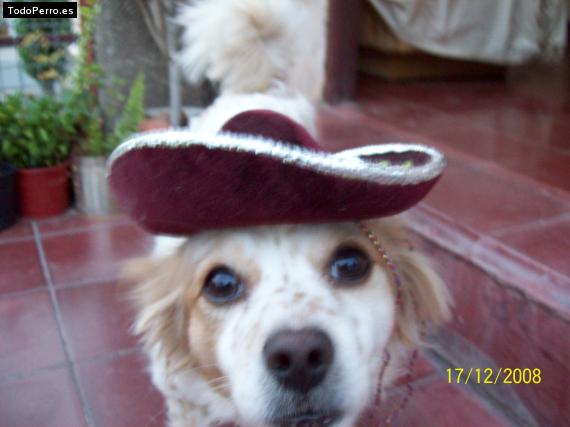 Foto del perro Cleopatra