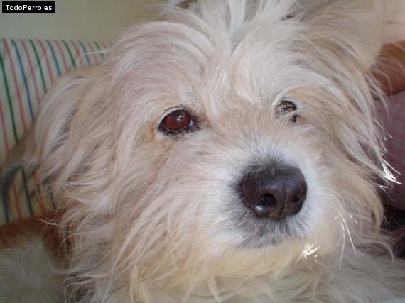 Foto del perro Ciro