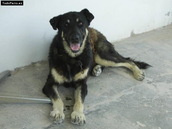 Foto del perro Tom