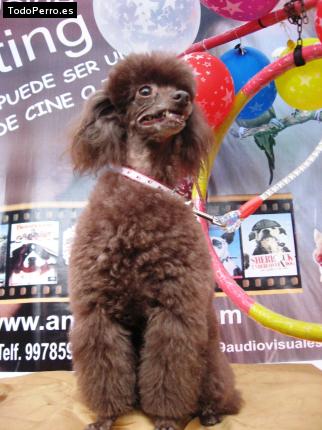 Foto del perro Chocolate
