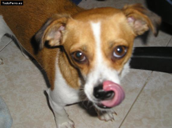 Foto del perro Snoopy