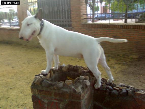 Foto del perro Rocko