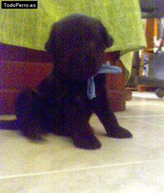 Foto del perro Joui