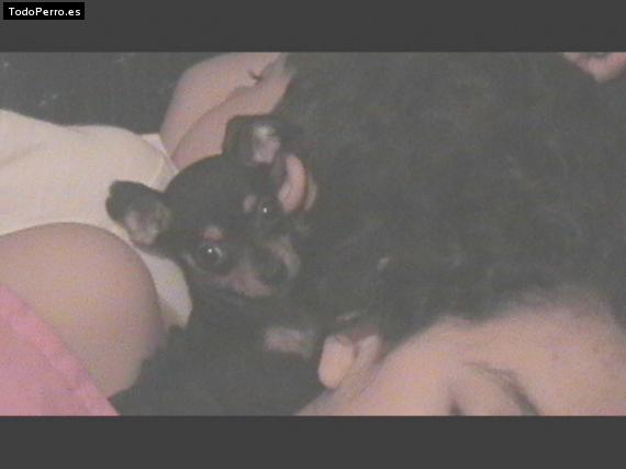 Foto del perro Chili