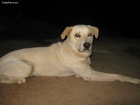 Foto del perro Lobo