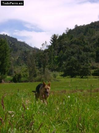 Foto del perro Hans