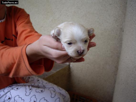 Foto del perro Tarzan