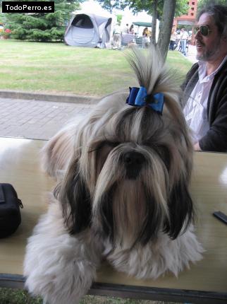 Foto del perro Iron
