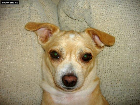 Foto del perro Nancy