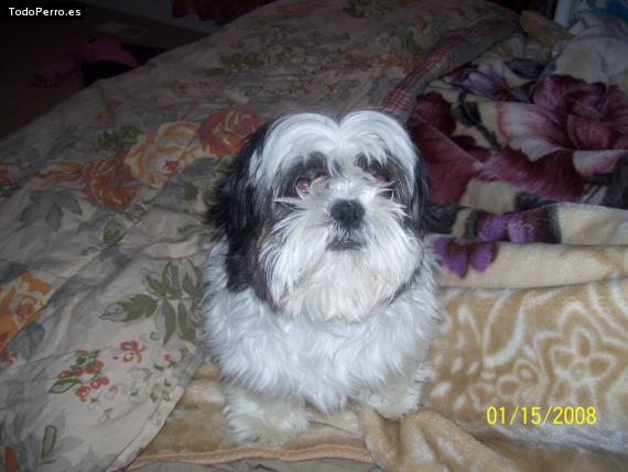 Foto del perro Taz