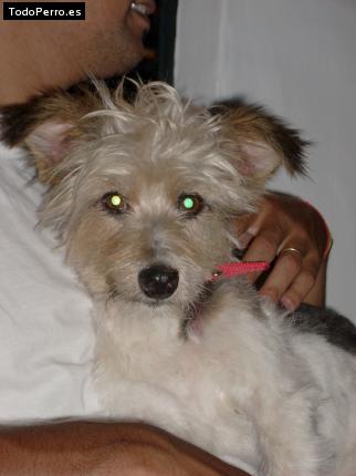 Foto del perro Reina