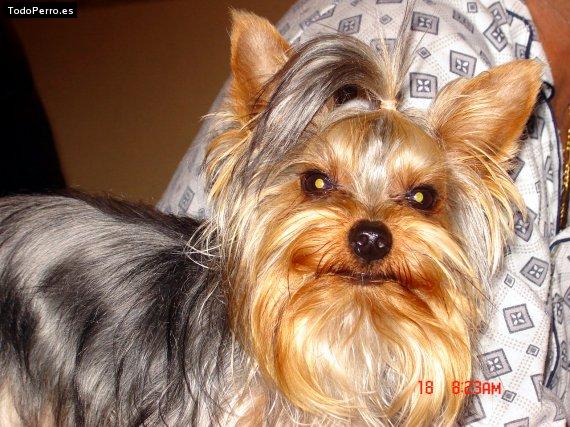 Foto del perro Nyko
