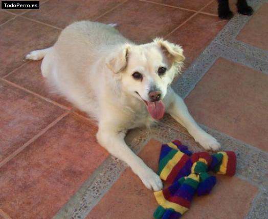 Foto del perro Sheyla