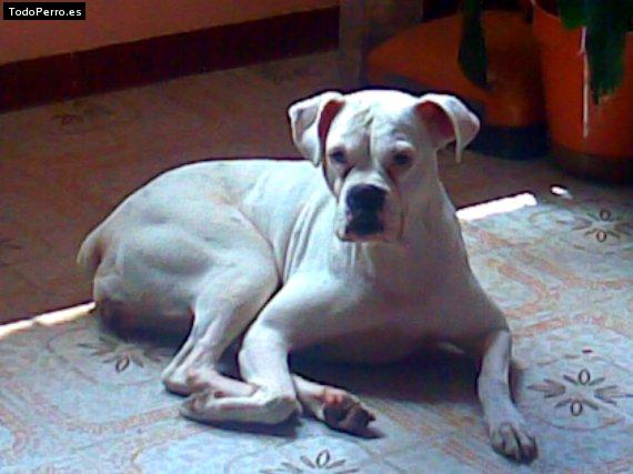 Foto del perro Nevada