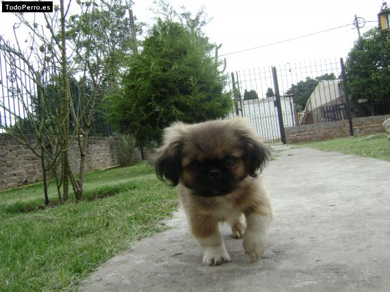 Foto del perro Benji