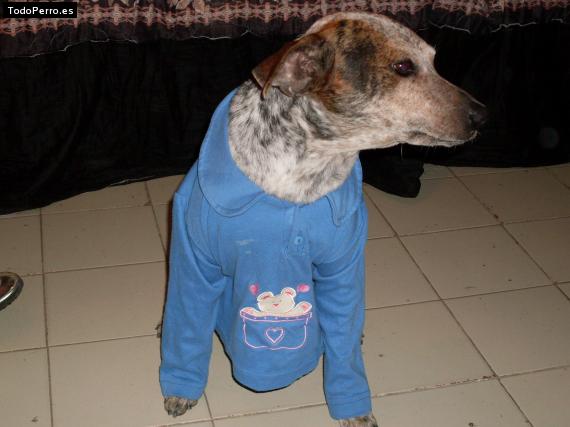 Foto del perro Snoopy