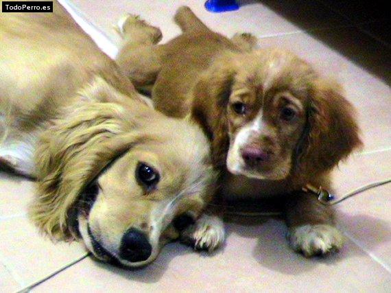 Foto del perro Sam y sandy