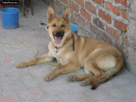 Foto del perro Lobo