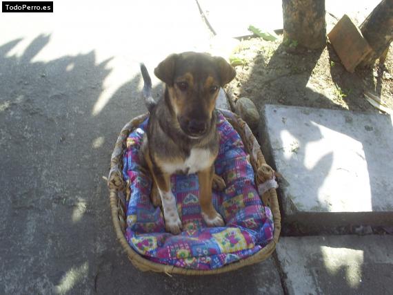 Foto del perro Chiquita