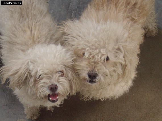Foto del perro Susy y sasy