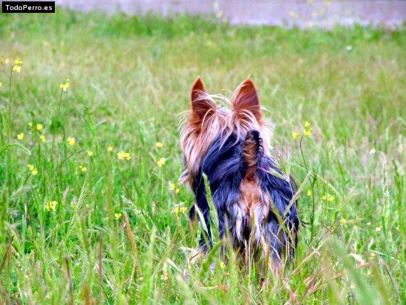 La foto del perro