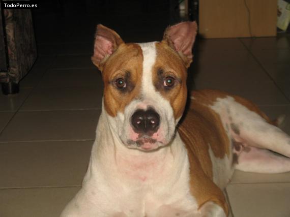 Foto del perro Candela