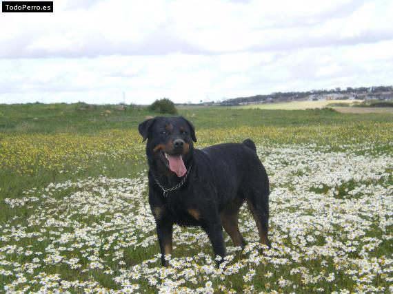 Foto del perro Shika