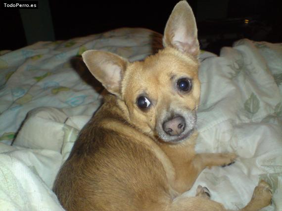 Foto del perro Romeo