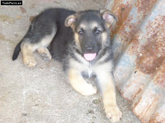 Foto del perro Ponchi