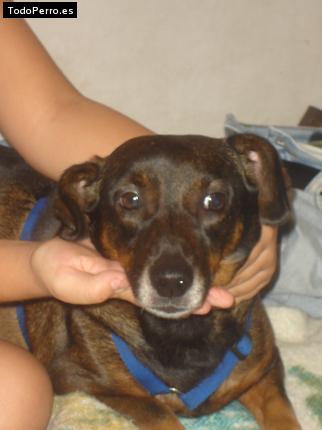 Foto del perro Candela