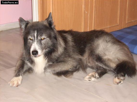 Foto del perro Seedorf