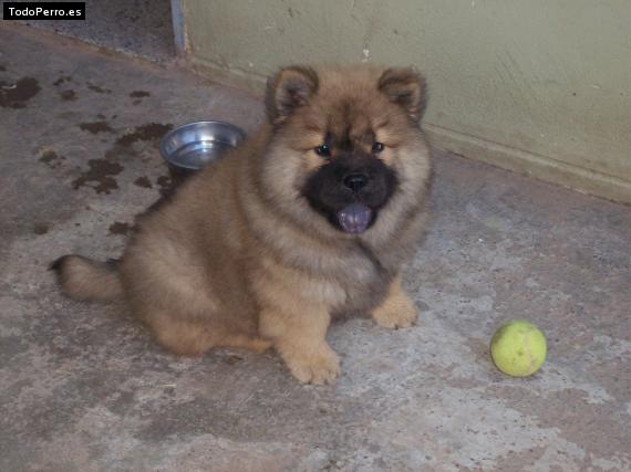 Foto del perro Leon