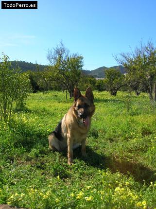 Foto del perro Neska