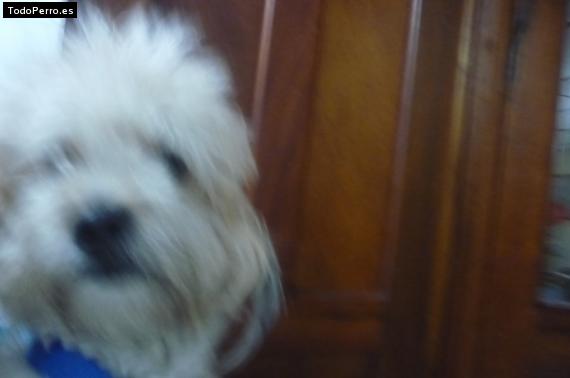 Foto del perro Cometin