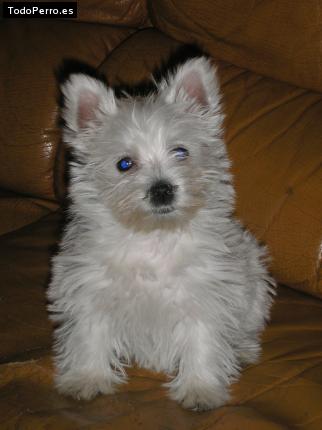 Foto del perro Trufa