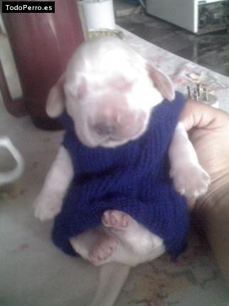 Foto del perro Clifor