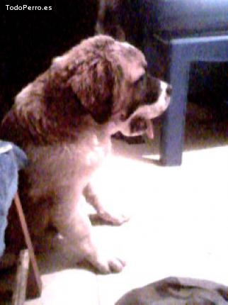 Foto del perro Sparkko