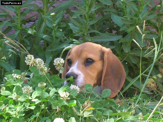 Foto del perro Petunia