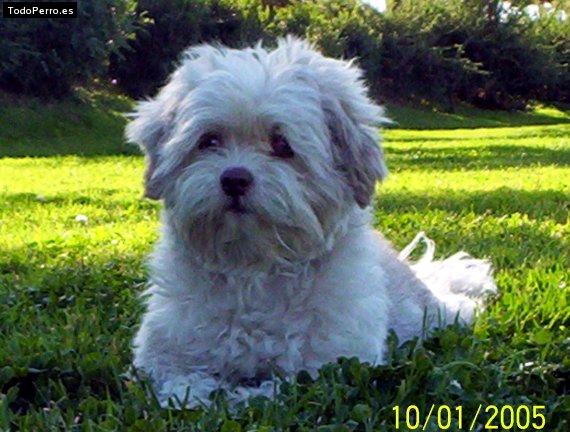 Foto del perro Mara