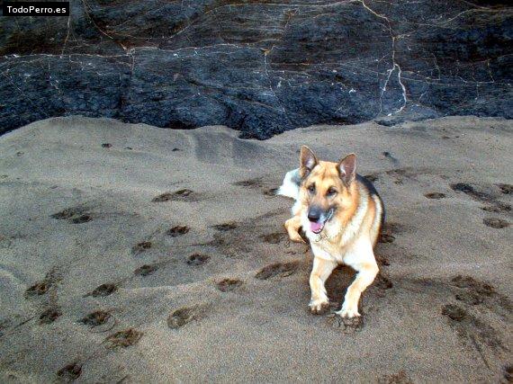 Foto del perro Sabu