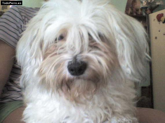 Foto del perro Sacha
