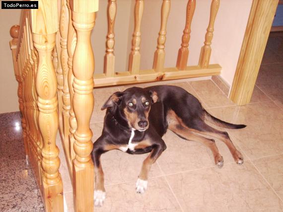 Foto del perro Cora