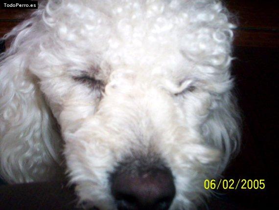 Foto del perro Romano