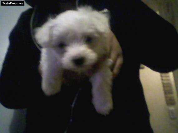 Foto del perro Josefina