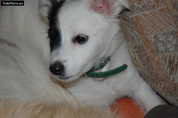 Foto del perro Chunga