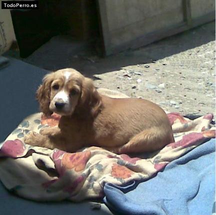 Foto del perro Cholita