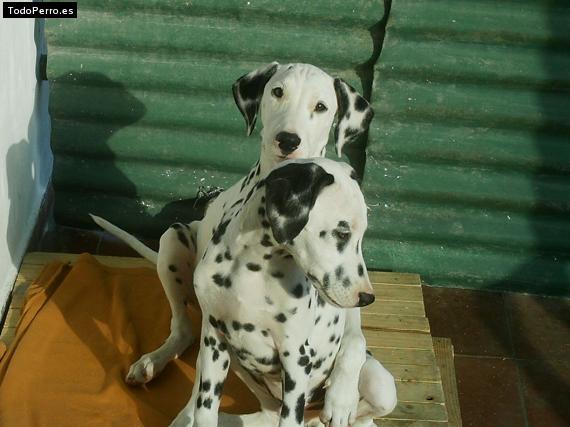 Foto del perro Jack y junior